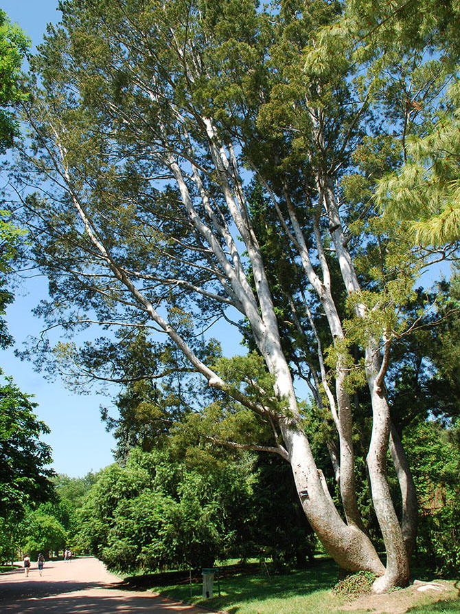 Pinus bungeana au Parc de la Tête d’Or, Lyon - © G. Carcassès